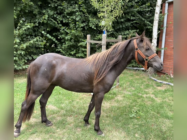 Appaloosa Gelding 4 years 11.2 hh Chestnut in Petershagen