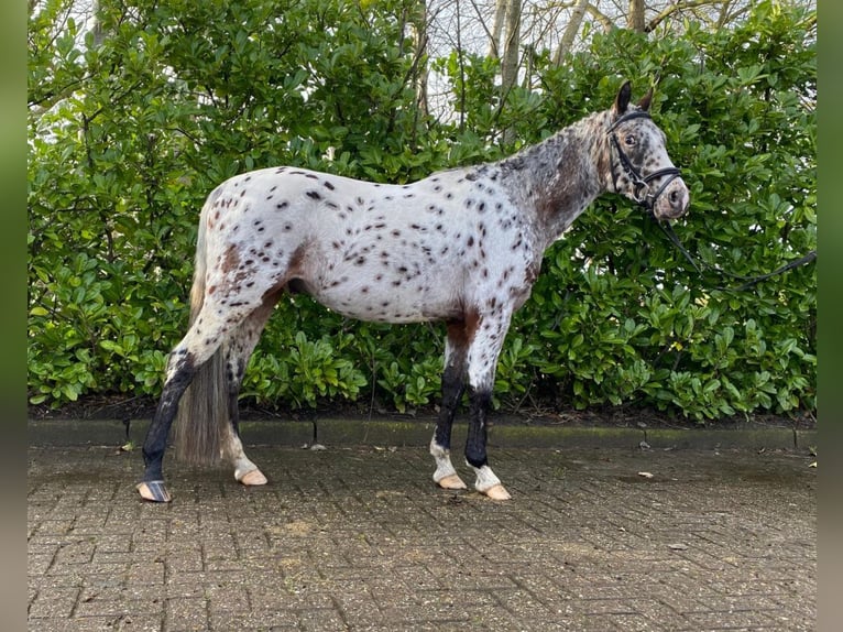 Appaloosa Gelding 4 years 13,1 hh Leopard-Piebald in Schuinesloot