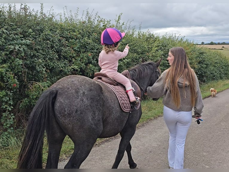 Appaloosa Mix Gelding 4 years 13 hh Brown Falb mold in Newcastle