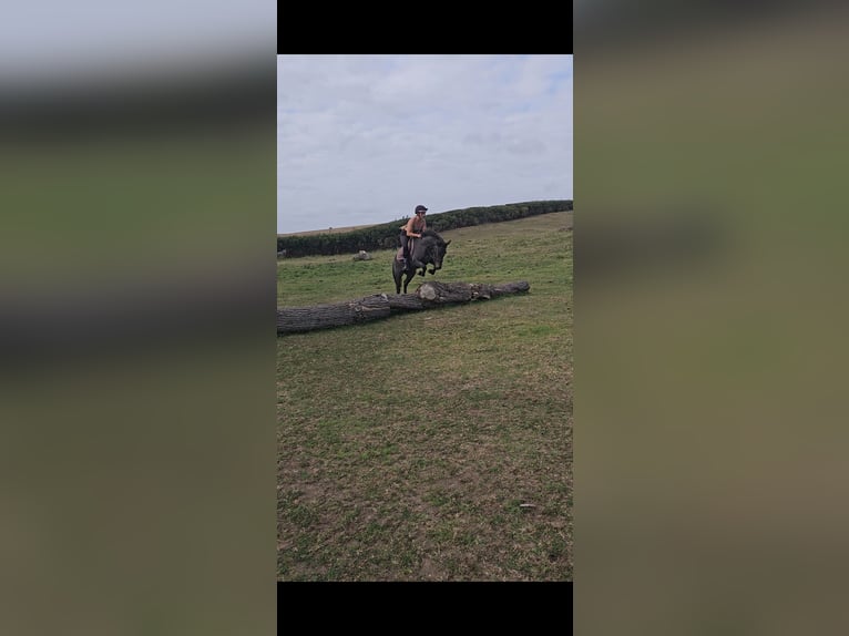 Appaloosa Mix Gelding 4 years 13 hh Brown Falb mold in Newcastle