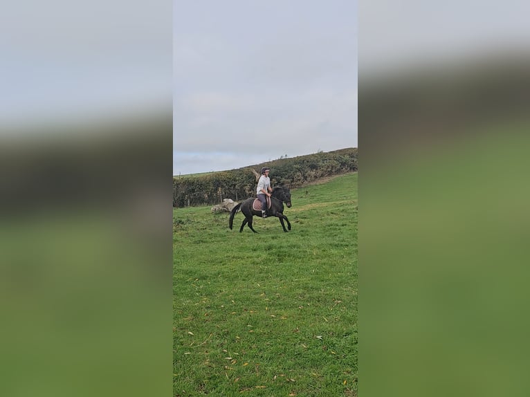 Appaloosa Mix Gelding 4 years 13 hh Brown Falb mold in Newcastle Appaloosa Mix Gelding 4 years 13 hh Brown Falb mold in Newcastle