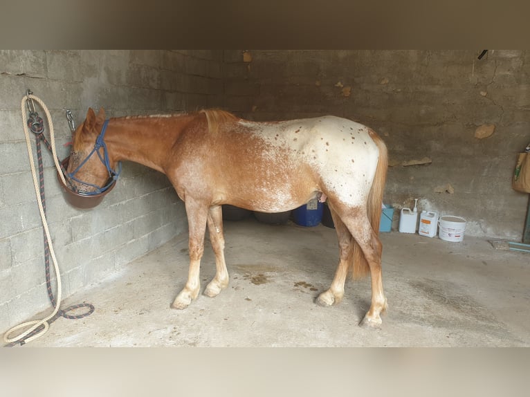 Appaloosa Mix Gelding 4 years 13,2 hh Leopard-Piebald in Vierherrenborn