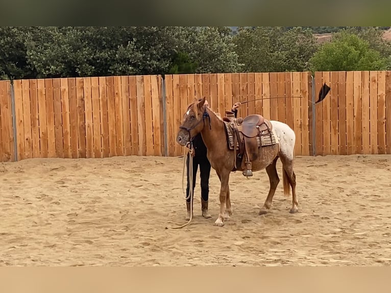 Appaloosa Mix Gelding 4 years 13,2 hh Leopard-Piebald in Vierherrenborn