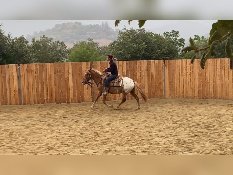 Appaloosa Mix Gelding 4 years 13,2 hh Leopard-Piebald in Vierherrenborn