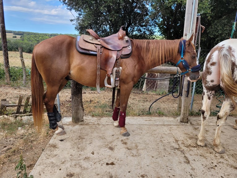 Appaloosa Gelding 4 years 14,1 hh Chestnut-Red in Mata