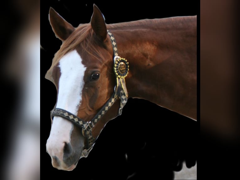 Appaloosa Gelding 4 years 14,1 hh Chestnut-Red in Mata