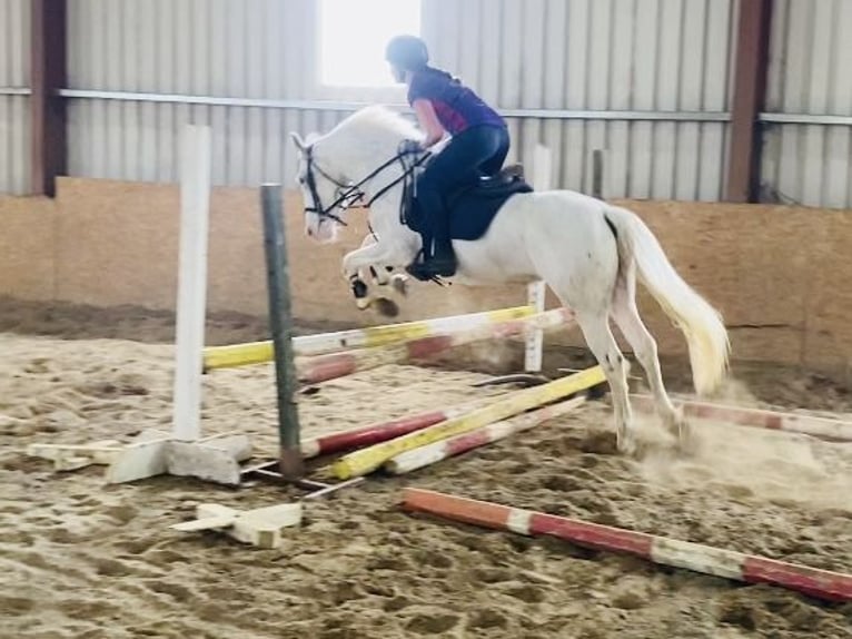 Appaloosa Gelding 4 years 14,1 hh Leopard-Piebald in Sligo