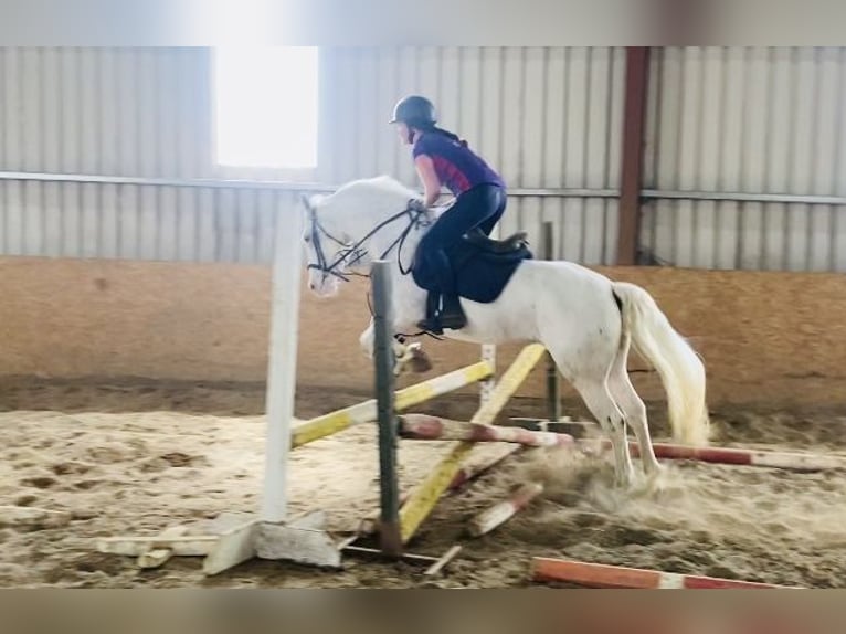 Appaloosa Gelding 4 years 14,1 hh Leopard-Piebald in Sligo