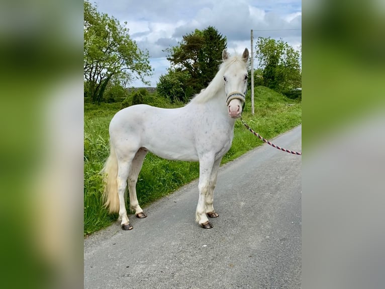 Appaloosa Gelding 4 years 14,1 hh Leopard-Piebald in Sligo