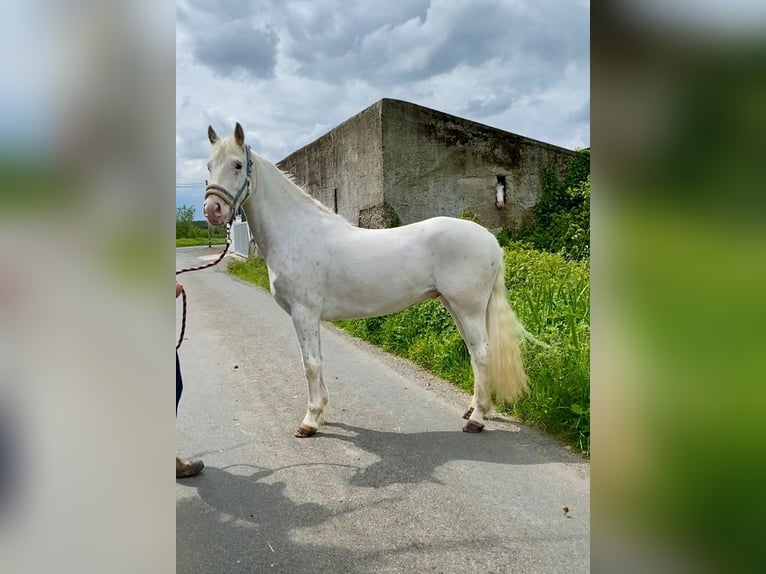 Appaloosa Gelding 4 years 14,1 hh Leopard-Piebald in Sligo