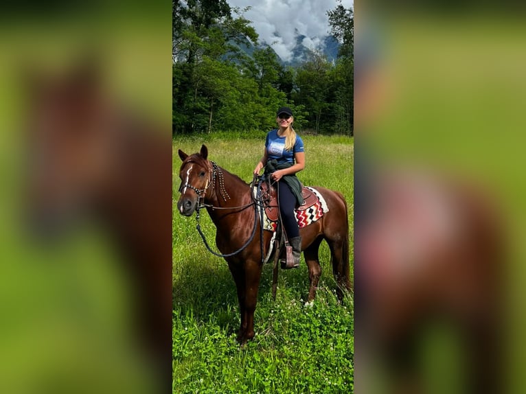 Appaloosa Mix Gelding 4 years 14,2 hh Chestnut-Red in Samolaco