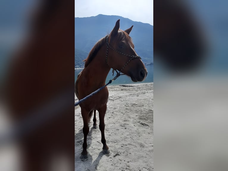 Appaloosa Mix Gelding 4 years 14,2 hh Chestnut-Red in Samolaco