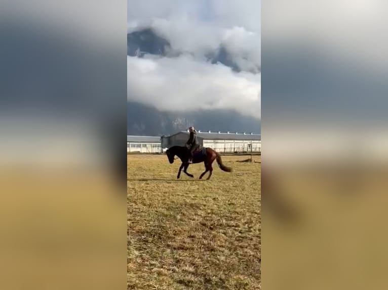 Appaloosa Mix Gelding 4 years 14,2 hh Chestnut-Red in Samolaco