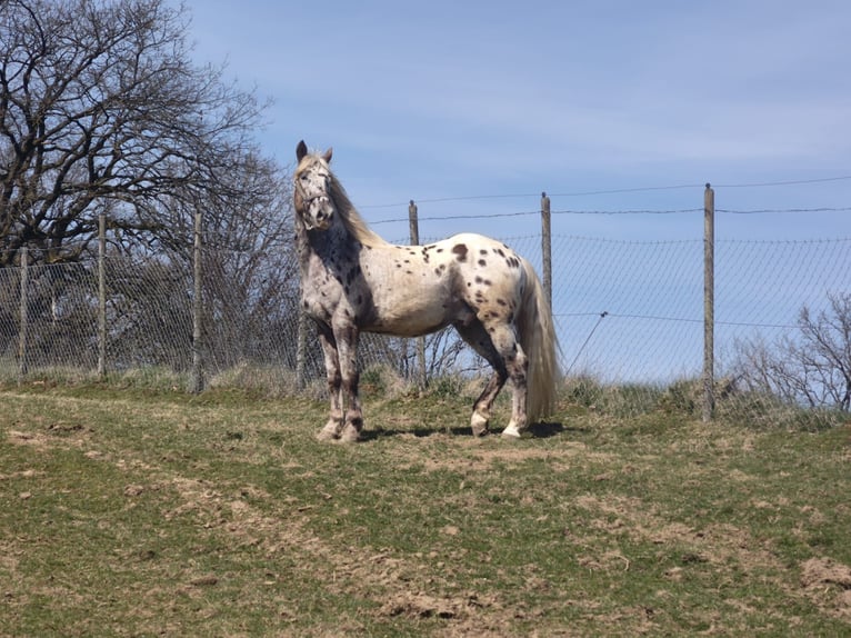 Appaloosa Gelding 4 years 14.2 hh Leopard-Piebald in Finnentrop