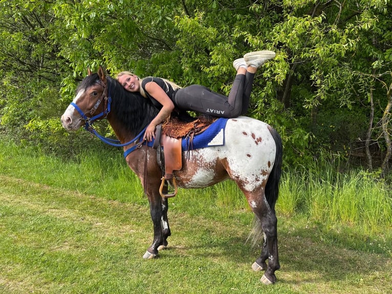 Appaloosa Gelding 4 years 14.2 hh Leopard-Piebald in Linkenbach