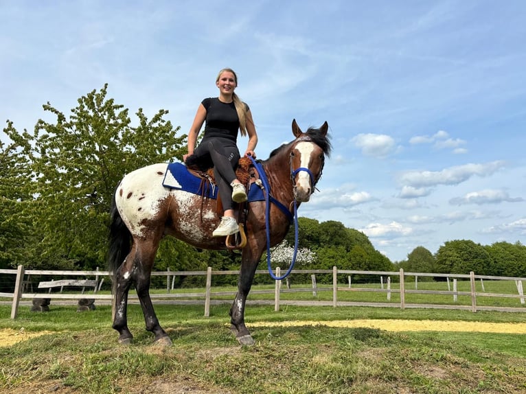 Appaloosa Gelding 4 years 14.2 hh Leopard-Piebald in Linkenbach