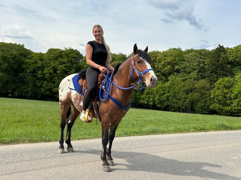 Appaloosa Gelding 4 years 14.2 hh Leopard-Piebald in Linkenbach