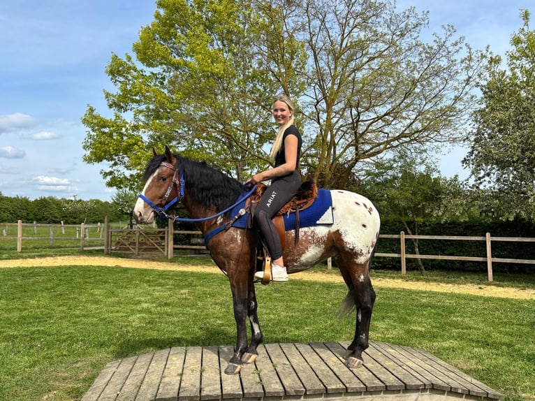Appaloosa Gelding 4 years 14.2 hh Leopard-Piebald in Linkenbach