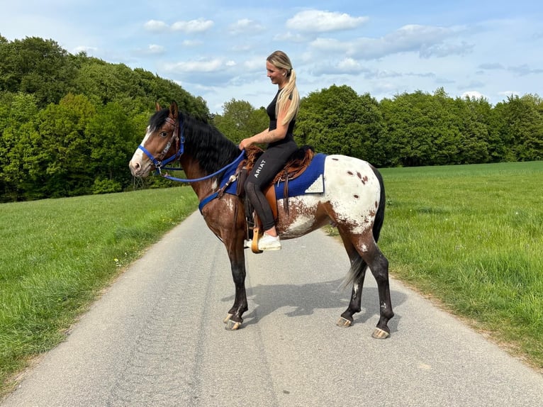 Appaloosa Gelding 4 years 14.2 hh Leopard-Piebald in Linkenbach