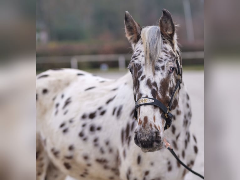 Appaloosa Gelding 4 years 14,2 hh Leopard-Piebald in Neustadt (Wied)