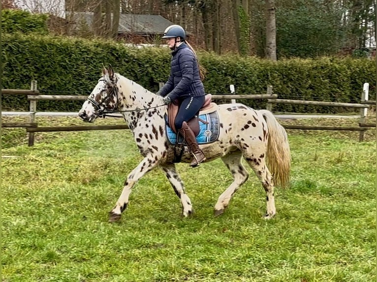 Appaloosa Gelding 4 years 14,2 hh Leopard-Piebald in Neustadt (Wied)