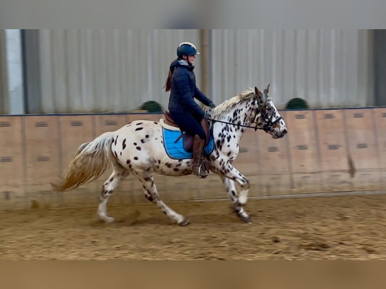 Appaloosa Gelding 4 years 14,2 hh Leopard-Piebald in Neustadt (Wied)