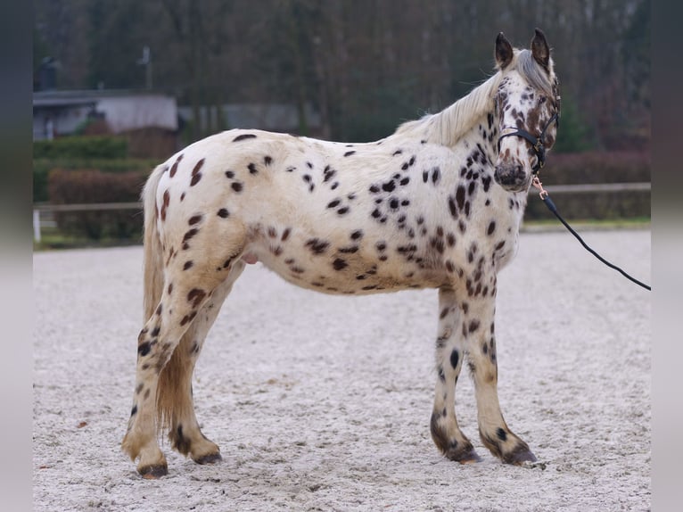 Appaloosa Gelding 4 years 14,2 hh Leopard-Piebald in Neustadt (Wied)