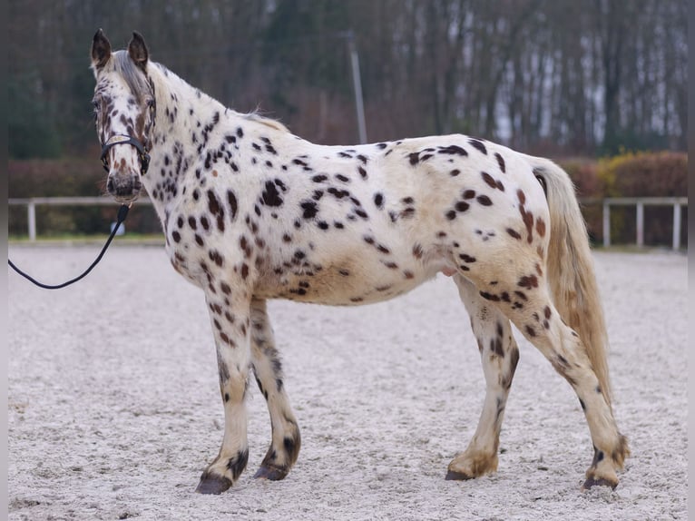 Appaloosa Gelding 4 years 14,2 hh Leopard-Piebald in Neustadt (Wied)