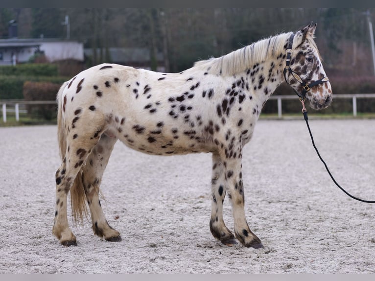 Appaloosa Gelding 4 years 14,2 hh Leopard-Piebald in Neustadt (Wied)