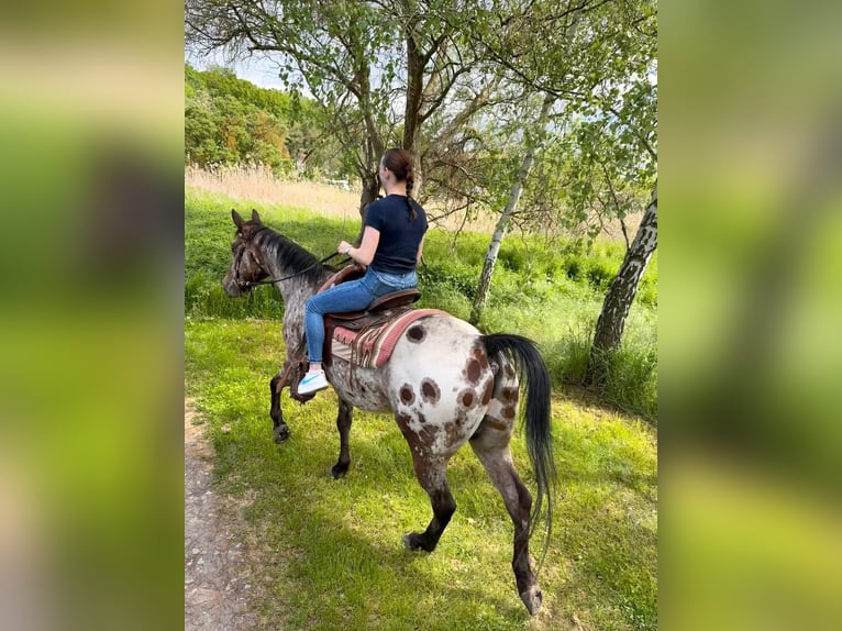 Appaloosa Gelding 4 years 14.2 hh Leopard-Piebald in Wurzbach