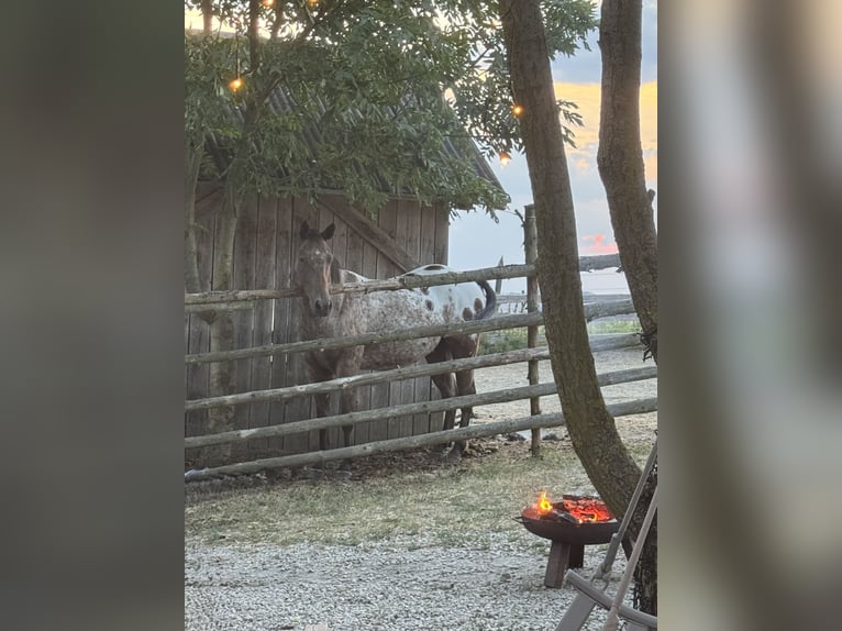 Appaloosa Gelding 4 years 14.2 hh Leopard-Piebald in Wurzbach