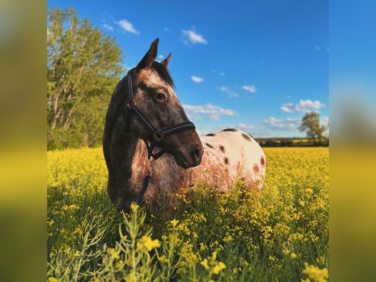 Appaloosa Gelding 4 years 14.2 hh Leopard-Piebald in Wurzbach