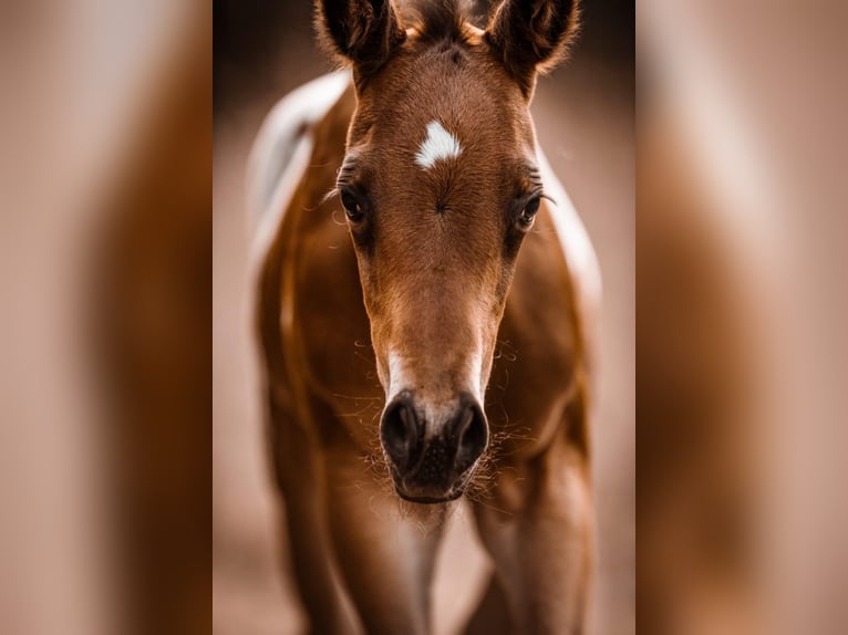 Appaloosa Gelding 4 years 14.2 hh Leopard-Piebald in Wurzbach