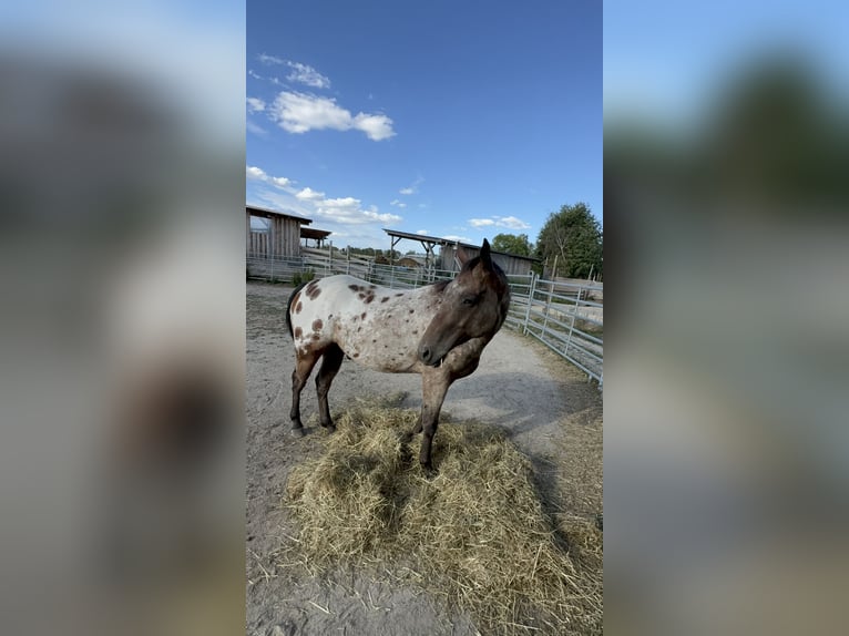 Appaloosa Gelding 4 years 14.2 hh Leopard-Piebald in Wurzbach