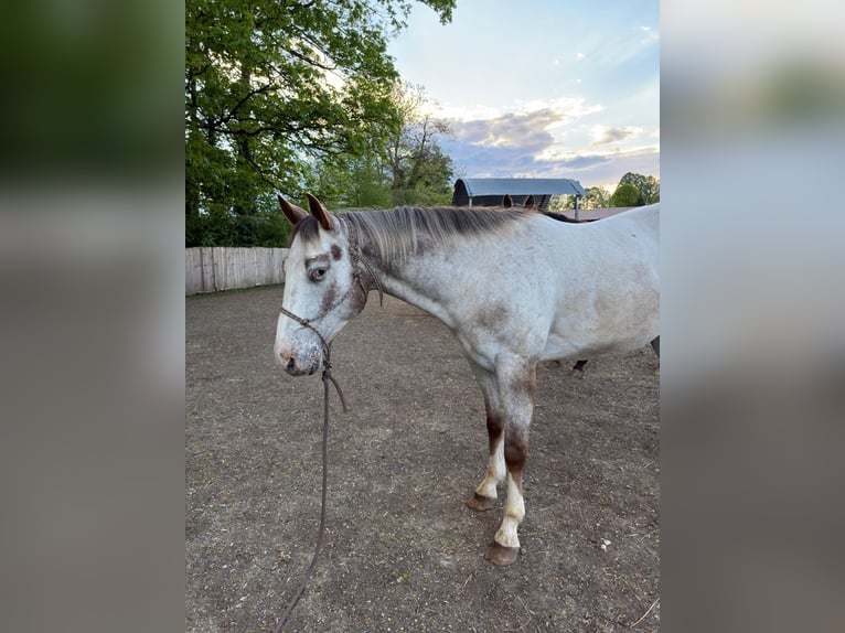 Appaloosa Gelding 4 years 14.2 hh  in Neukirchen an der Enknach