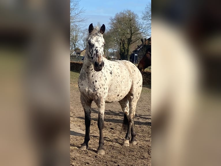 Appaloosa Gelding 4 years 14,3 hh Leopard-Piebald in Veghel