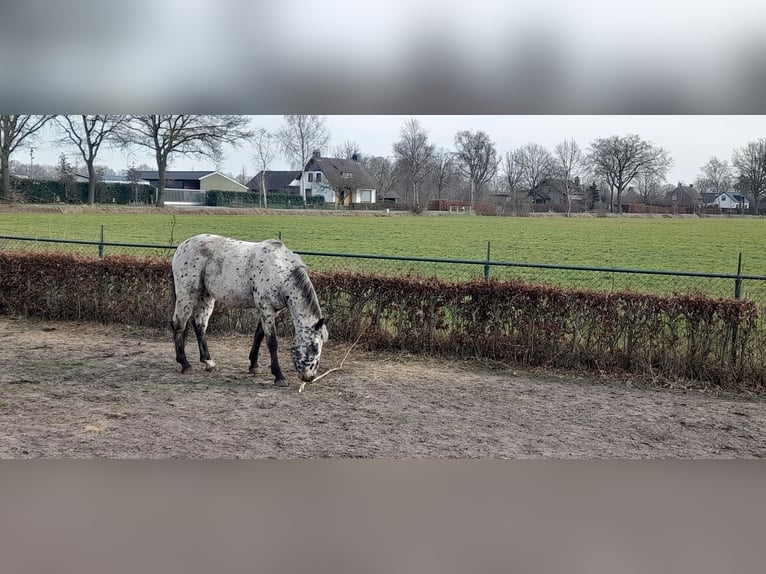 Appaloosa Gelding 4 years 14,3 hh Leopard-Piebald in Veghel