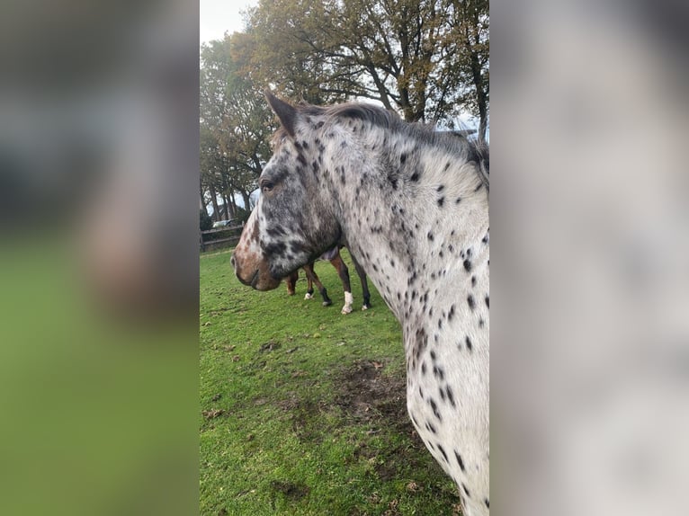 Appaloosa Gelding 4 years 14,3 hh Leopard-Piebald in Veghel