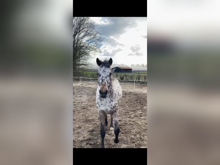 Appaloosa Gelding 4 years 14,3 hh Leopard-Piebald in Veghel