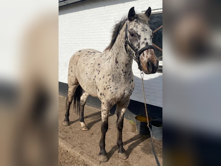 Appaloosa Gelding 4 years 14,3 hh Leopard-Piebald in Veghel