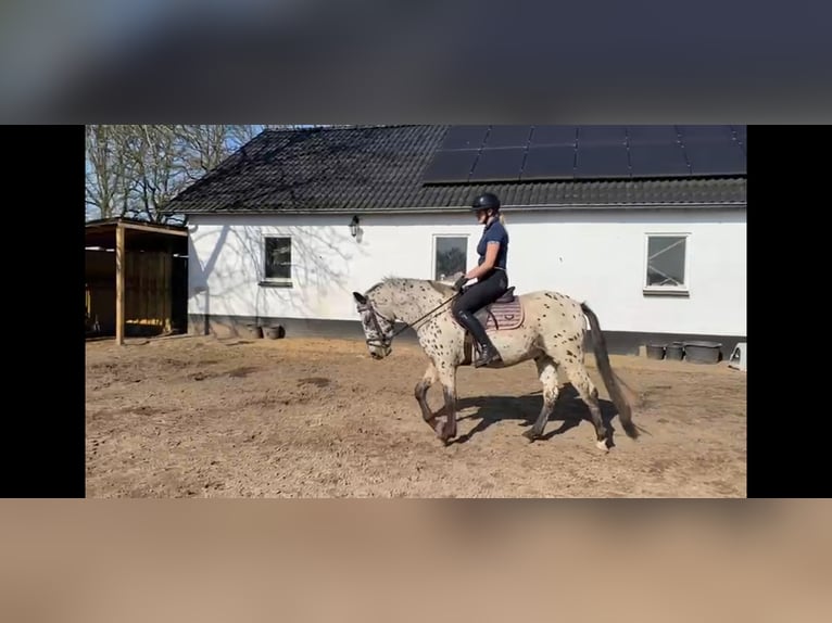 Appaloosa Gelding 4 years 14,3 hh Leopard-Piebald in Veghel