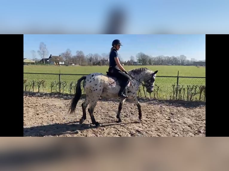 Appaloosa Gelding 4 years 14,3 hh Leopard-Piebald in Veghel