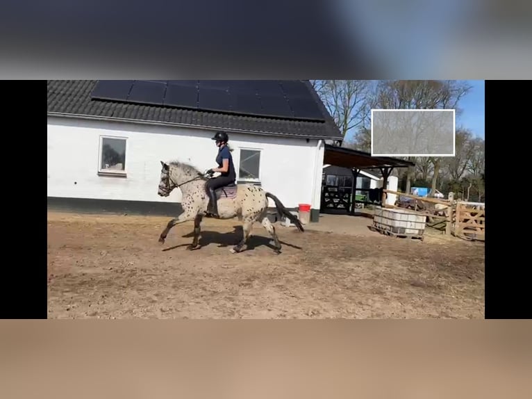 Appaloosa Gelding 4 years 14,3 hh Leopard-Piebald in Veghel