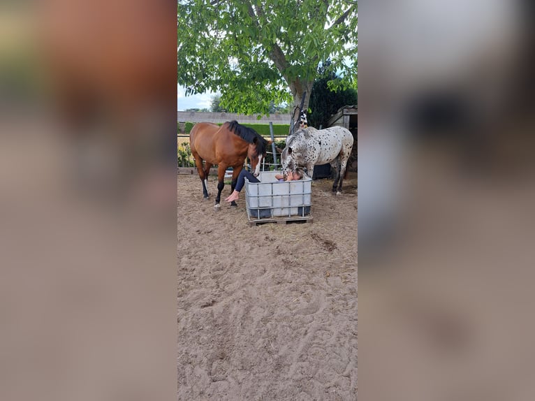 Appaloosa Gelding 4 years 14,3 hh Leopard-Piebald in Veghel