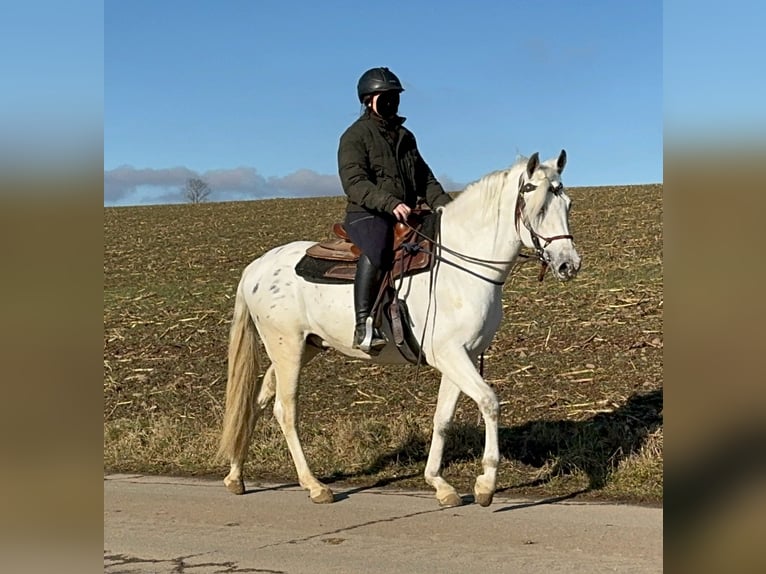 Appaloosa Mix Gelding 4 years 14,3 hh Leopard-Piebald in Daleiden