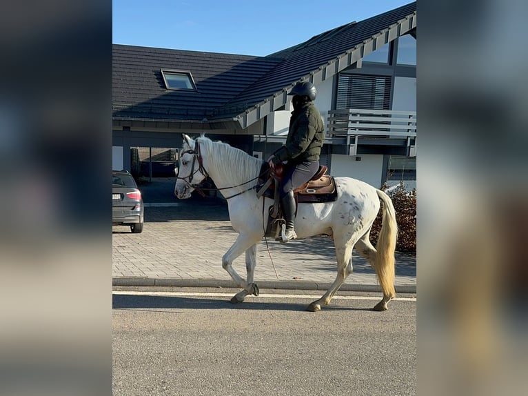 Appaloosa Mix Gelding 4 years 14,3 hh Leopard-Piebald in Daleiden