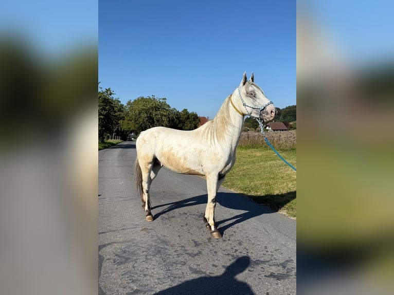 Appaloosa Gelding 4 years 14,1 hh in Detligen