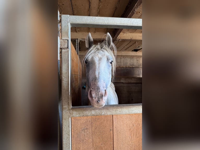 Appaloosa Gelding 4 years 14,1 hh in Detligen