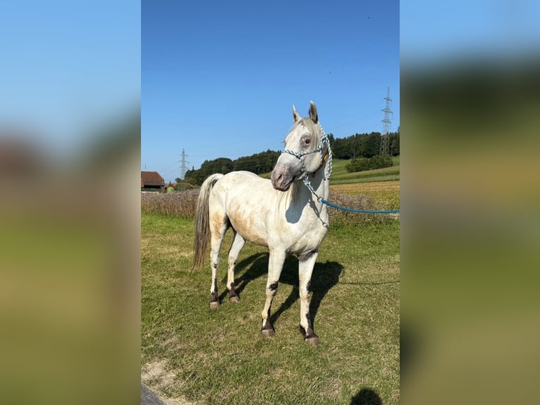 Appaloosa Gelding 4 years 14,1 hh in Detligen
