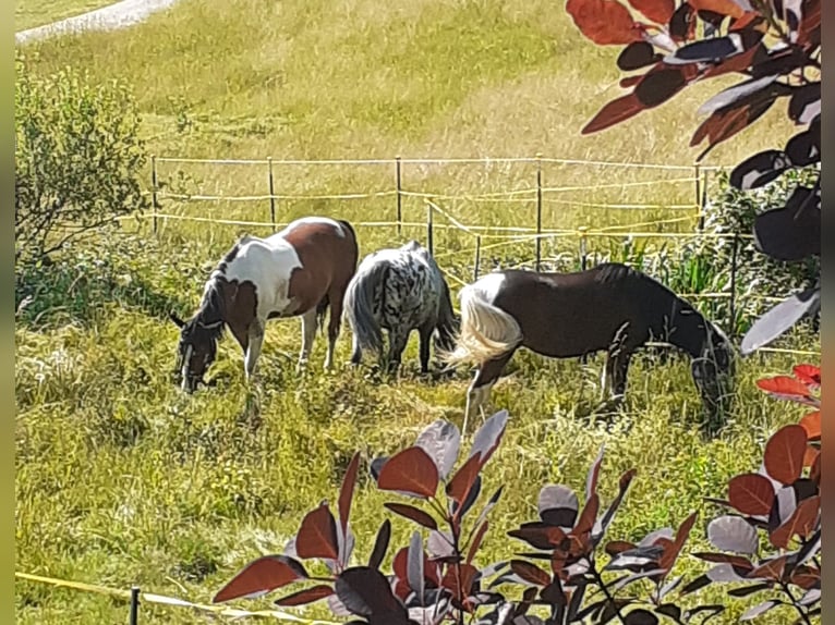 Appaloosa Mix Gelding 4 years 14,1 hh Leopard-Piebald in Saldenburg